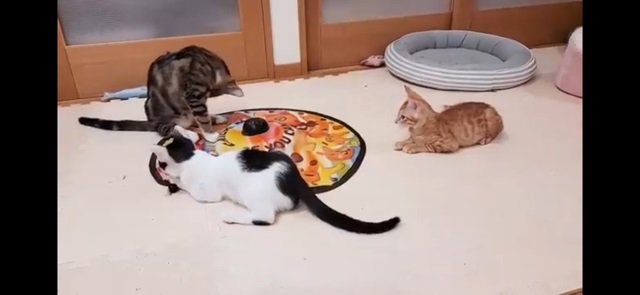 仲間たちと一緒にいる仔猫