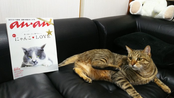 猫とanan