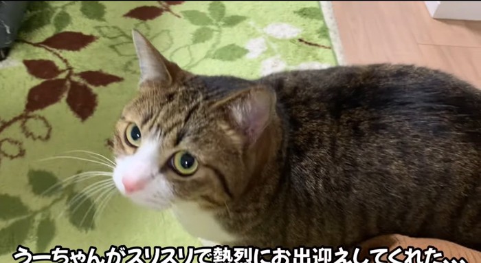 すり寄る猫