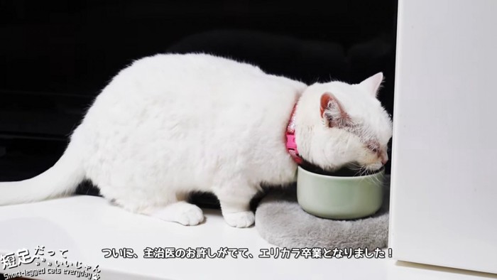 水を飲む猫