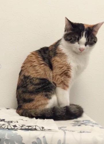 1歳のよもぎちゃん