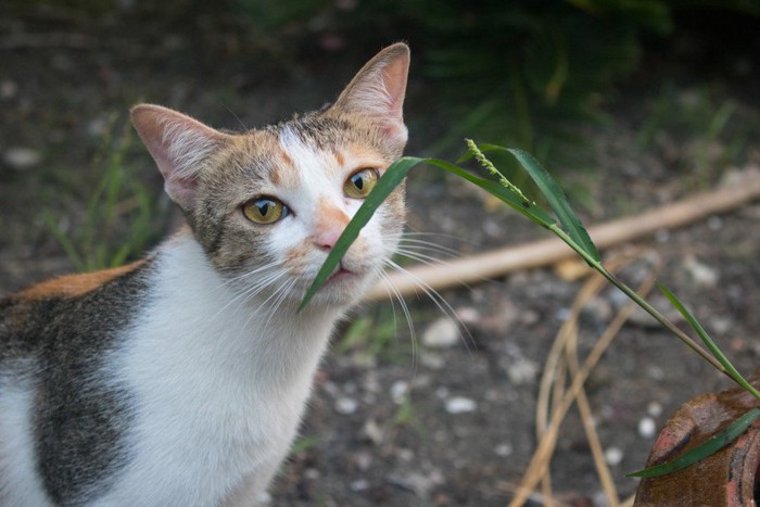 植物の匂いを嗅ぐ猫