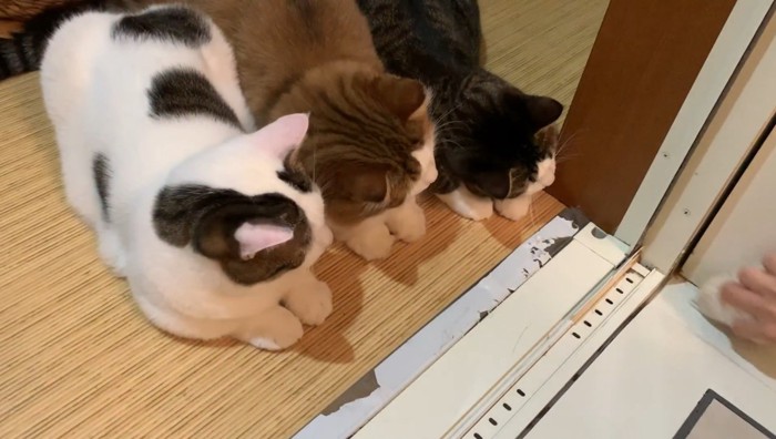 下を見る親子