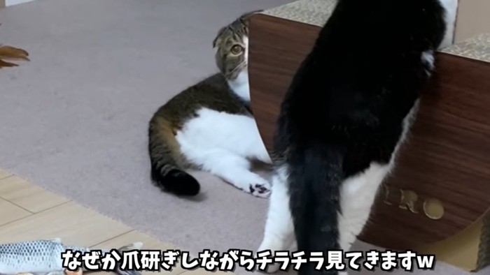 ちらっと見る猫