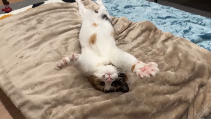 仰向けでバンザイ