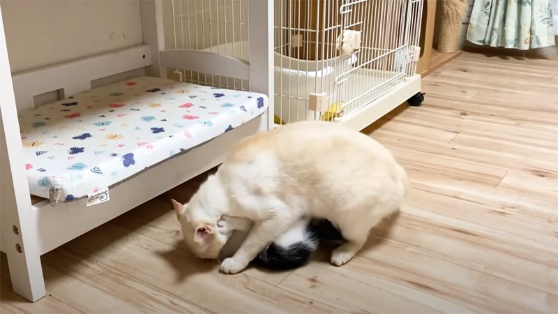 組み伏せられる子猫