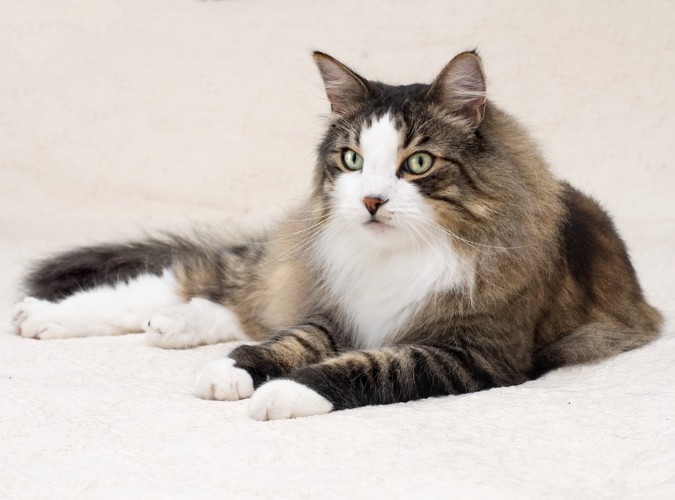 床に伏せているノルウェージャンフォレストキャット