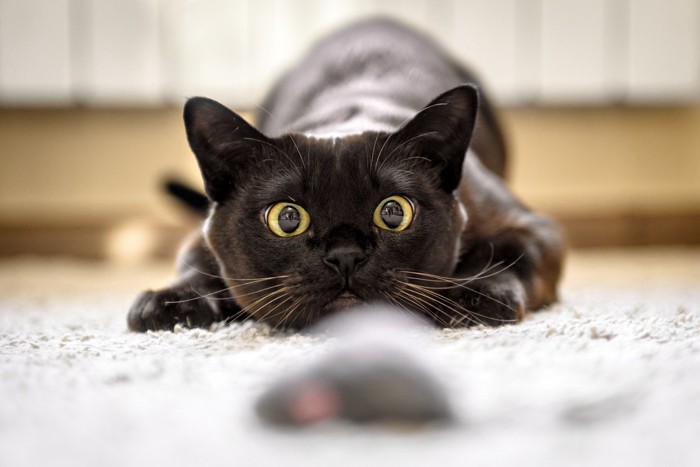 おもちゃを見つめる猫