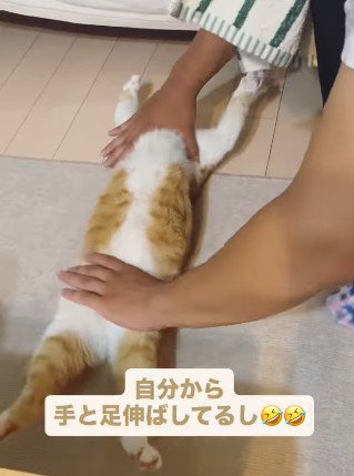 猫をしっかり伸ばす次男