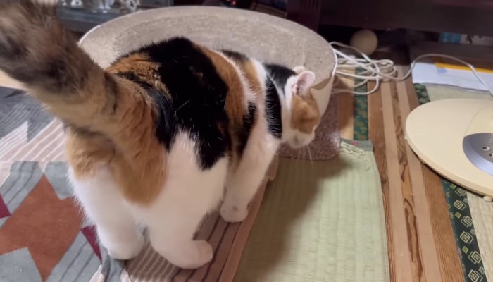 爪とぎにスリスリ