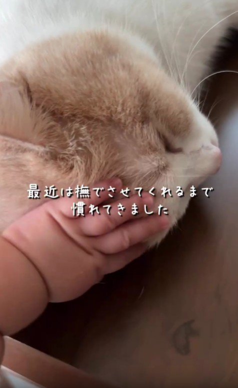 猫をなでる赤ちゃんの手