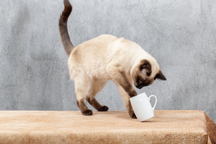 マグカップを落とそうとしている猫
