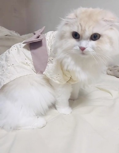 洋服を着たベッドの上のスコティッシュフォールド