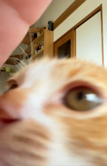 子猫の顔のアップ