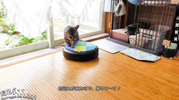 ロボット掃除機に乗る猫