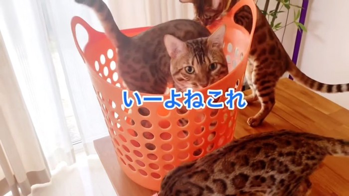 カゴに入る大人の猫