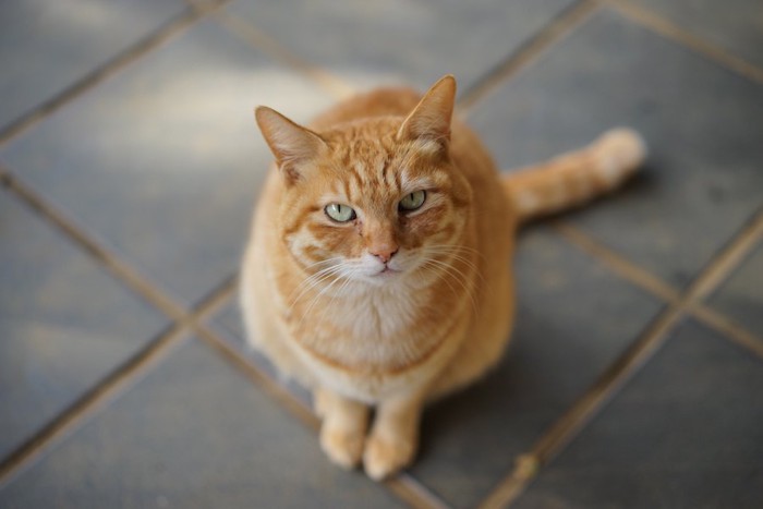 こちらを見上げて座る茶トラ猫