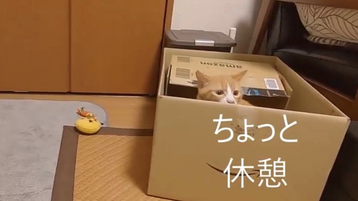 ダンボールに入る猫