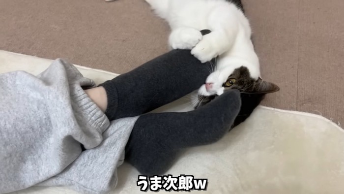 人の足に噛みつく猫