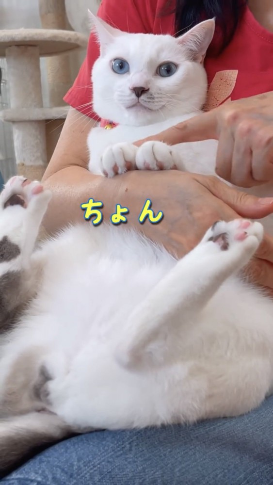 抱っこされる猫