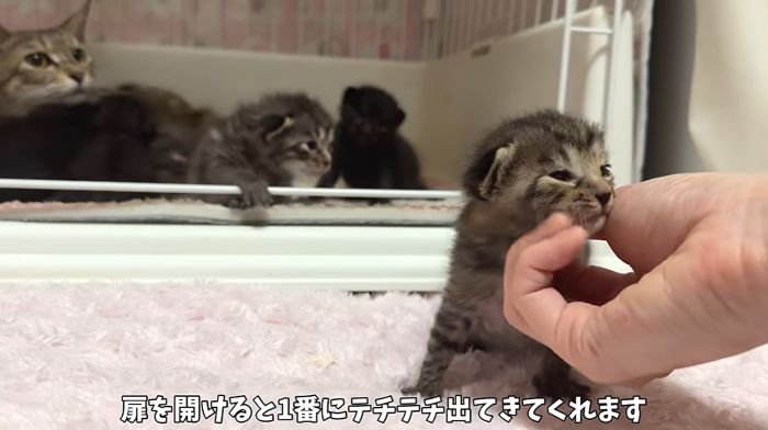 甘えるざいくん