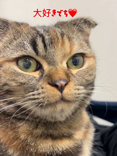 明るい表情の猫