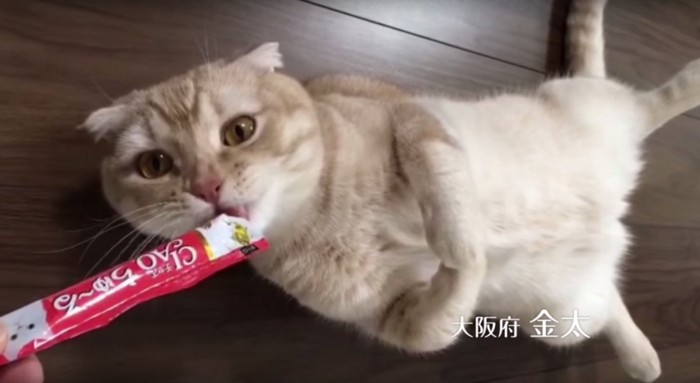 チャオちゅーるを寝転がって食べているCMの猫