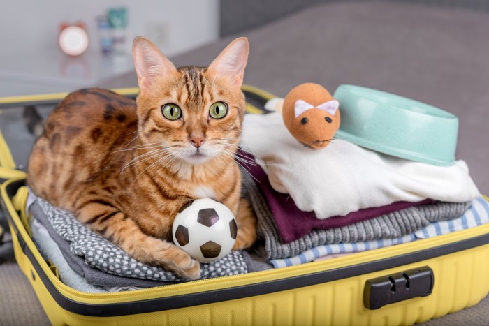 猫用の荷物