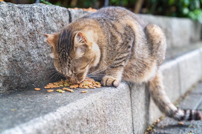 ドライフードを食べる野良猫