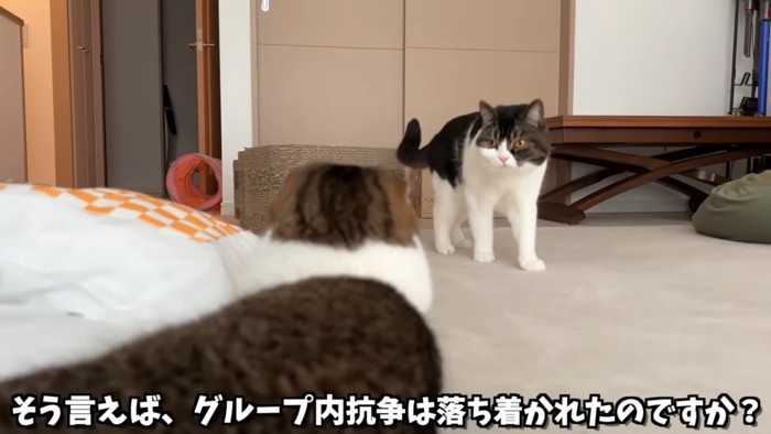 寝そべる猫と立っている猫