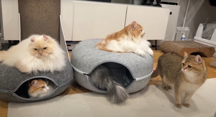 猫5匹