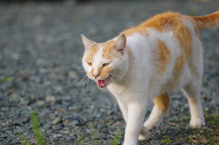 歩きながら鳴く茶白