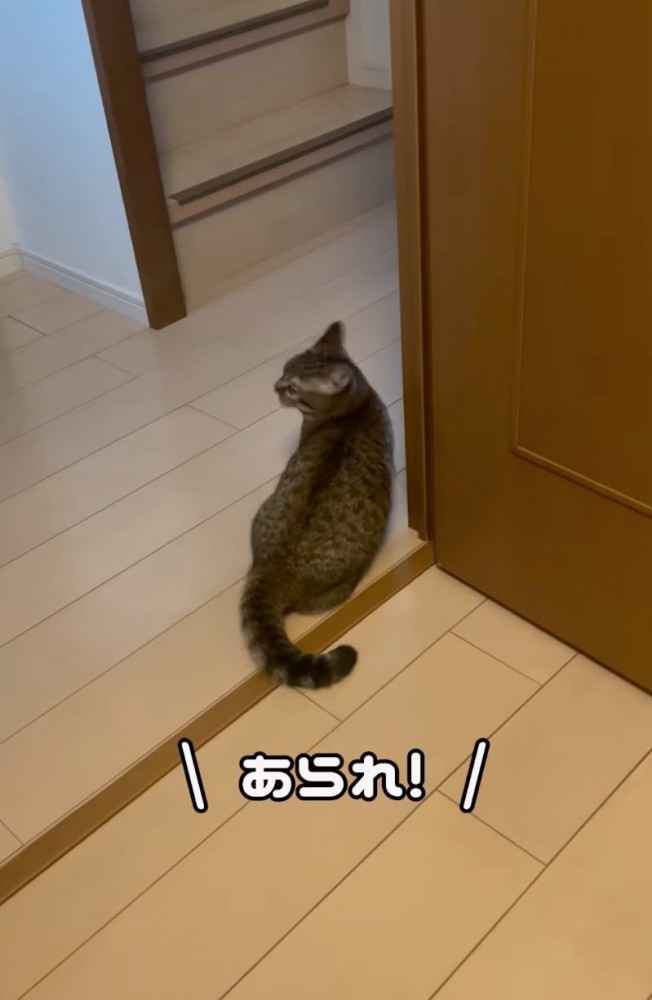 振り返る猫