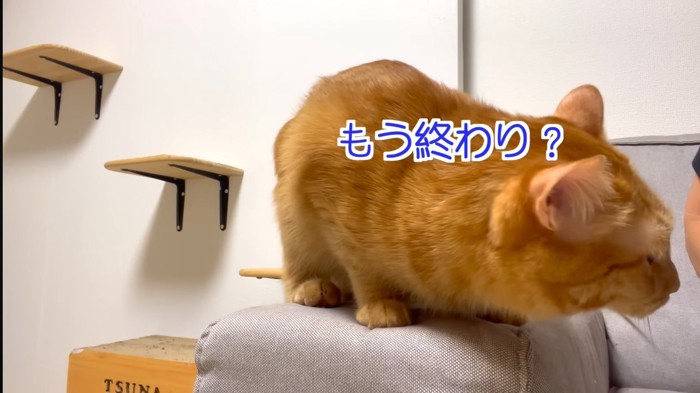 もう終わり？の文字と猫