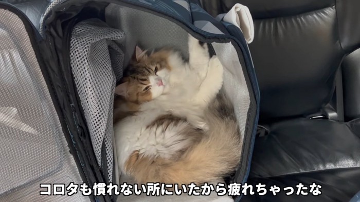 キャリーの中で寝そべる猫