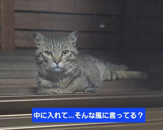 網戸の向こう側にいる猫