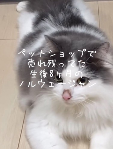 あさりちゃん