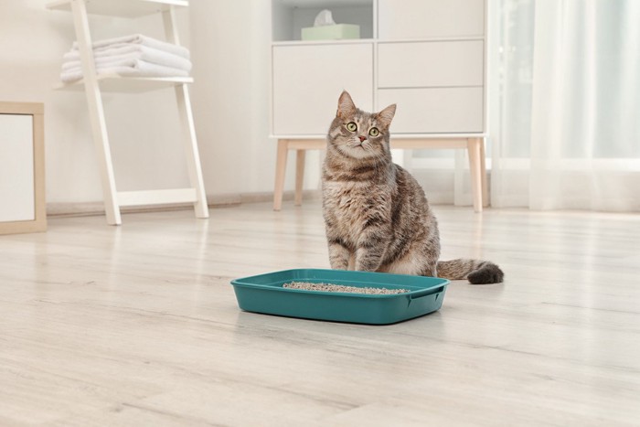 トイレになにか不満を言いたい様子の猫