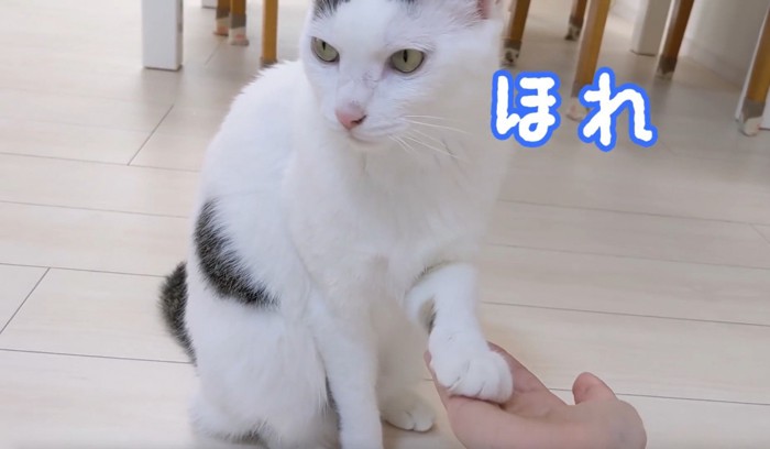 よそ見しながらお手をする猫