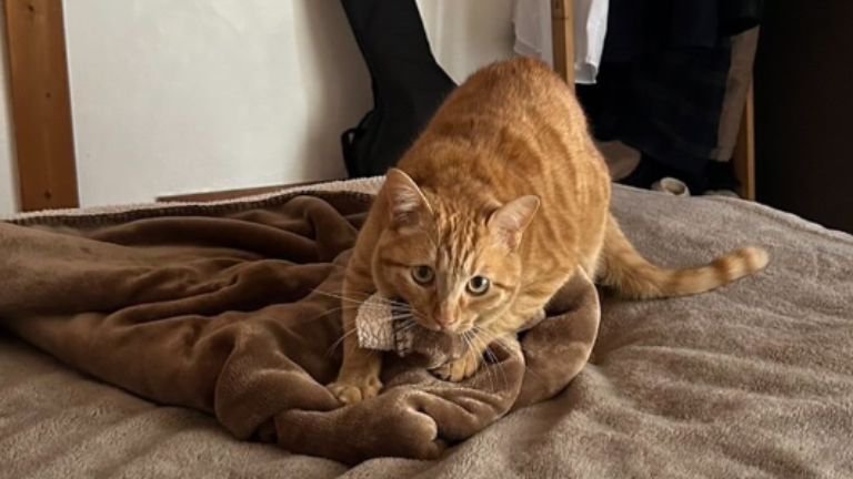 ベッドにいる猫