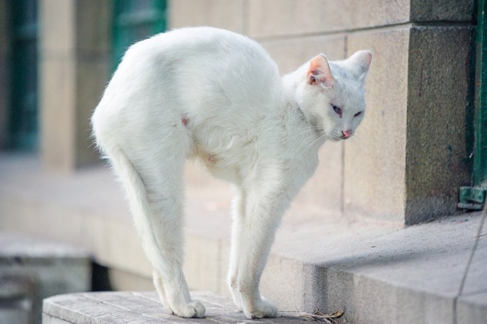 ストレッチする猫