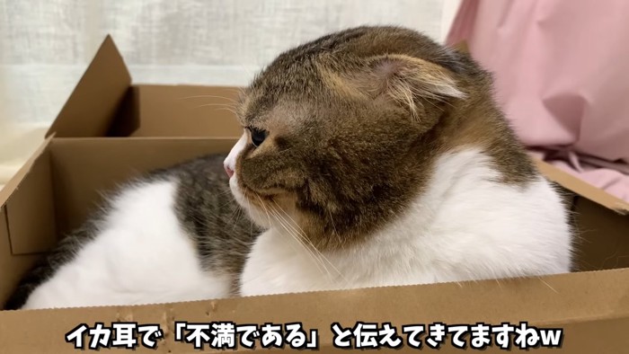 猫の横顔