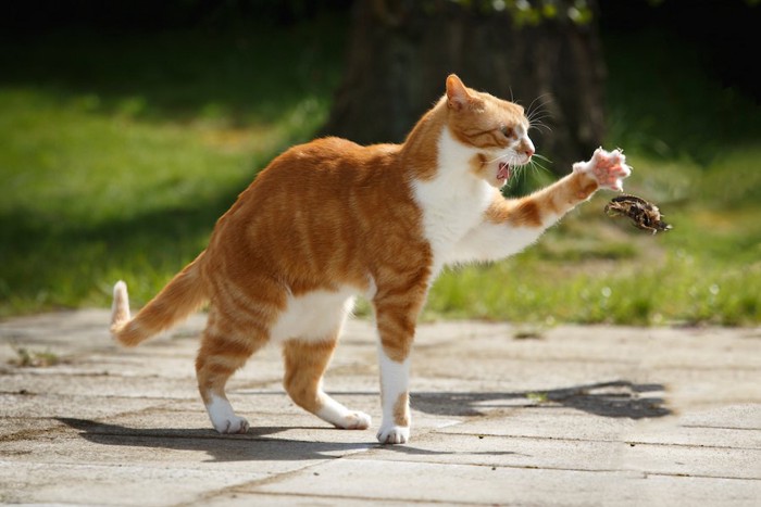 獲物を捕まえようとする猫