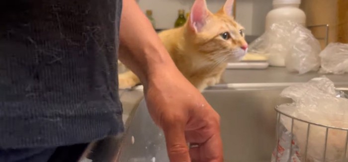 右方向を見る猫