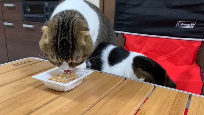 納豆を食べる猫