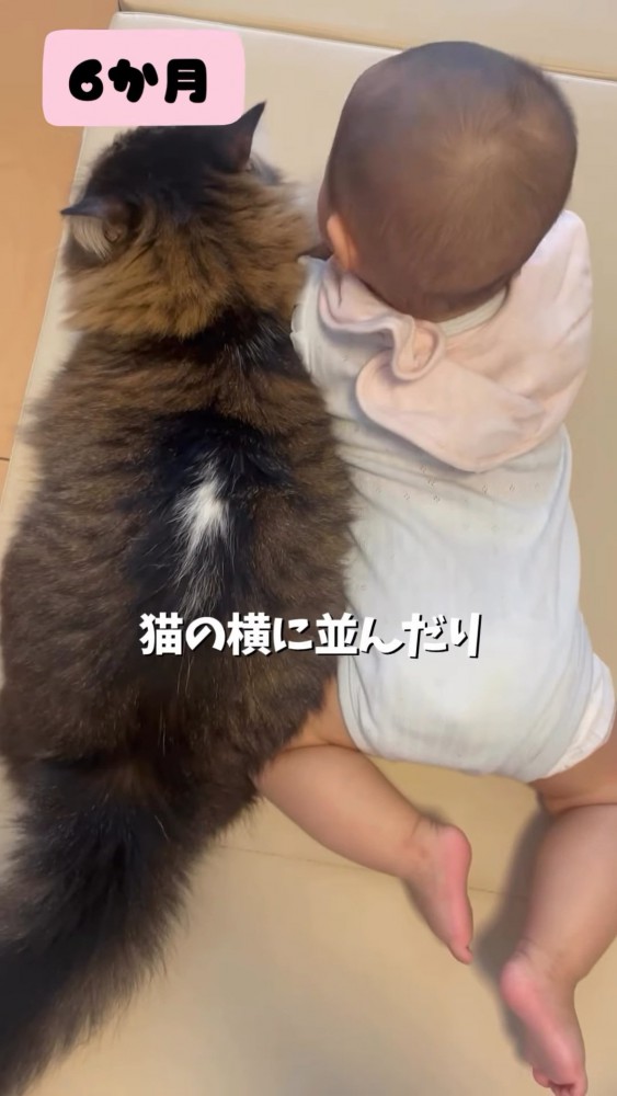 猫と並ぶ赤ちゃん