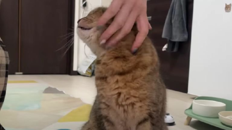 撫でられている猫