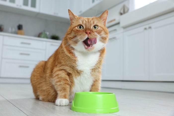 食器の前に座る猫