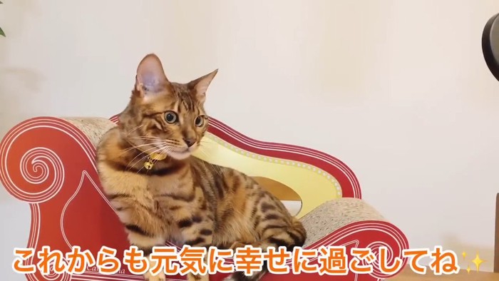 爪とぎソファーに乗る猫