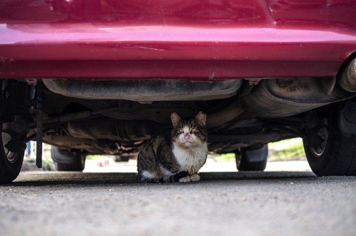 車の下にいる猫